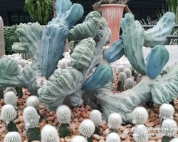 Nong Nooch Tropical Garden Pattaya Thailand guided tour picture 58