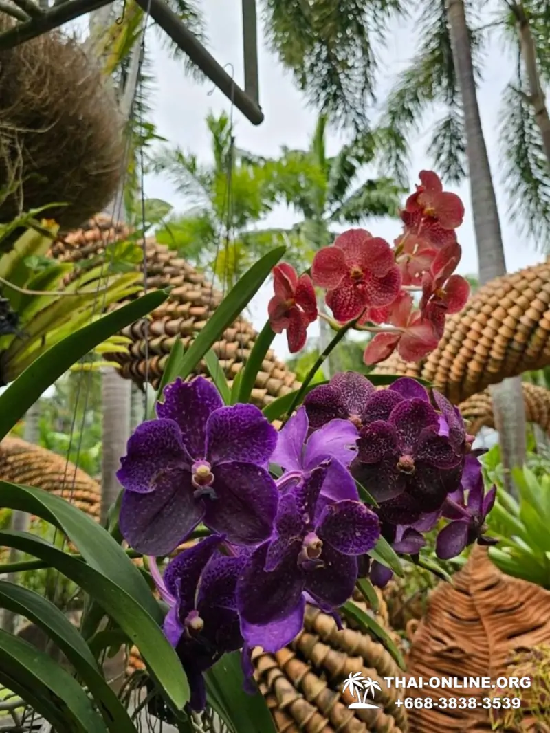 Nong Nooch Tropical Garden in Pattaya Thailand photo 28