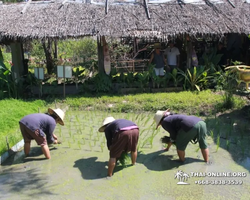 Pattaya Floating Market guided tour in Thailand - photo 152