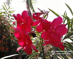 Excursion Asian Spice Garden in Pattaya guided tour Thailand photo 80