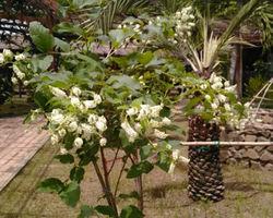 Excursion Asian Spice Garden in Pattaya guided tour Thailand photo 35