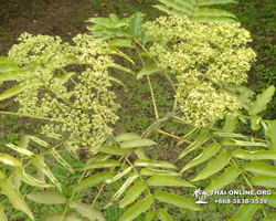Excursion Asian Spice Garden in Pattaya guided tour Thailand photo 31