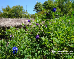 Excursion Asian Spice Garden in Pattaya guided tour Thailand photo 2