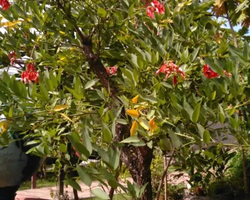 Excursion Asian Spice Garden in Pattaya guided tour Thailand photo 32
