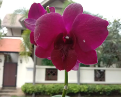 Excursion Asian Spice Garden in Pattaya guided tour Thailand photo 173