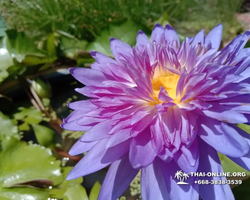 Excursion Asian Spice Garden in Pattaya guided tour Thailand photo 135