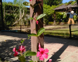 Excursion Asian Spice Garden in Pattaya guided tour Thailand photo 93