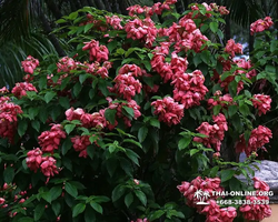 Excursion Asian Spice Garden in Pattaya guided tour Thailand photo 17