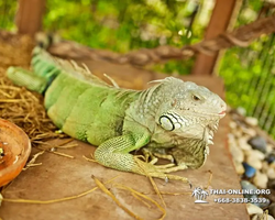 Excursion Asian Spice Garden in Pattaya guided tour Thailand photo 102