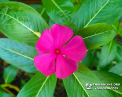 Excursion Asian Spice Garden in Pattaya guided tour Thailand photo 168