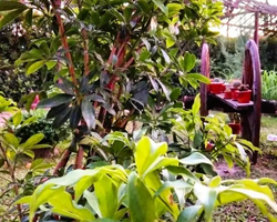 Excursion Asian Spice Garden in Pattaya guided tour Thailand photo 15