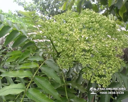 Excursion Asian Spice Garden in Pattaya guided tour Thailand photo 39