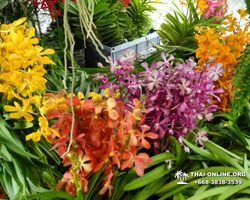Excursion Asian Spice Garden in Pattaya guided tour Thailand photo 48