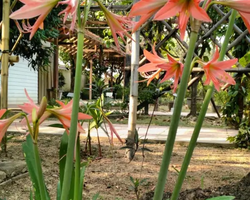 Excursion Asian Spice Garden in Pattaya guided tour Thailand photo 16