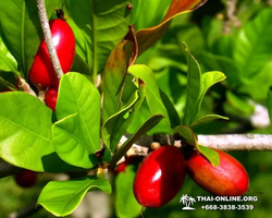 Excursion Asian Spice Garden in Pattaya guided tour Thailand photo 130