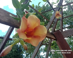 Excursion Asian Spice Garden in Pattaya guided tour Thailand photo 57