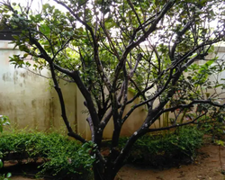 Excursion Asian Spice Garden in Pattaya guided tour Thailand photo 12