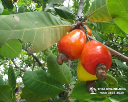 Excursion Asian Spice Garden in Pattaya guided tour Thailand photo 120