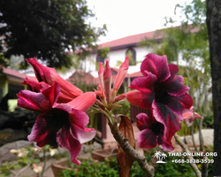 Excursion Asian Spice Garden in Pattaya guided tour Thailand photo 128