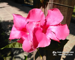 Excursion Asian Spice Garden in Pattaya guided tour Thailand photo 160
