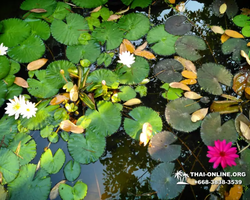 Excursion Asian Spice Garden in Pattaya guided tour Thailand photo 43