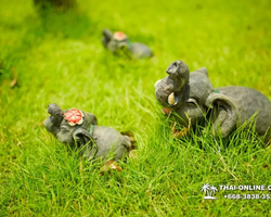 Excursion Asian Spice Garden in Pattaya guided tour Thailand photo 65