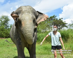Trip to Elephant Jungle Sanctuary Pattaya Thailand - photo 98