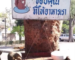 Lucky Island of Koh Si Chang trip in Patthaya Thailand - photo 141