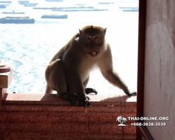 Lucky Island of Koh Si Chang trip in Patthaya Thailand - photo 56