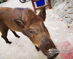 Koh Sichang isle of Good Luck excursion from Pattaya - photo 190