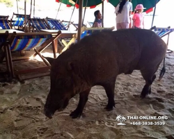 Koh Sichang isle of Good Luck excursion from Pattaya - photo 114