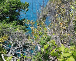 Pink Island of Ko Ta Lu excursion in Pattaya Thailand picture 111