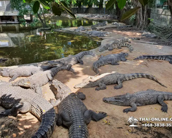 Crocodile Farm excursion from Pattaya Thailand - photo 130