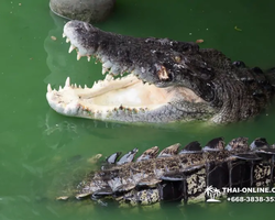 Crocodile Farm excursion from Pattaya Thailand - photo 99