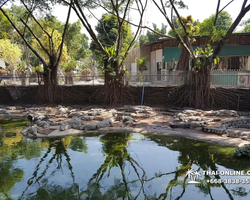 Crocodile Farm excursion from Pattaya Thailand - photo 117