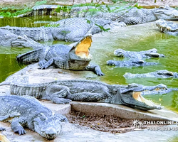 Crocodile Farm excursion from Pattaya Thailand - photo 27