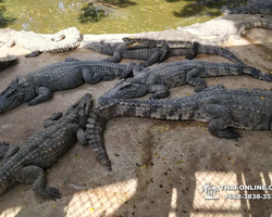 Crocodile Farm excursion from Pattaya Thailand - photo 67