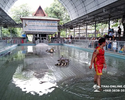 Crocodile Farm excursion from Pattaya Thailand - photo 128