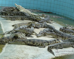 Crocodile Farm excursion from Pattaya Thailand - photo 60