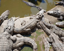 Crocodile Farm excursion from Pattaya Thailand - photo 110