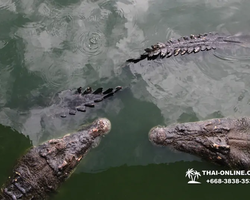 Crocodile Farm excursion from Pattaya Thailand - photo 98