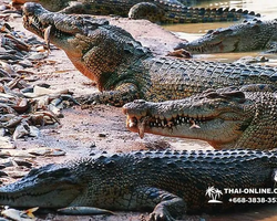 Crocodile Farm excursion from Pattaya Thailand - photo 106