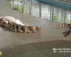 Crocodile Farm excursion from Pattaya Thailand - photo 72