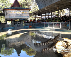 Crocodile Farm excursion from Pattaya Thailand - photo 147