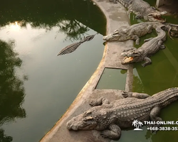 Crocodile Farm excursion from Pattaya Thailand - photo 96