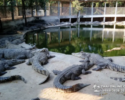 Crocodile Farm excursion from Pattaya Thailand - photo 21