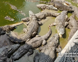 Crocodile Farm excursion from Pattaya Thailand - photo 136