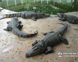 Crocodile Farm excursion from Pattaya Thailand - photo 74