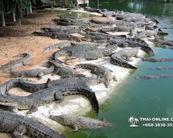 Crocodile Farm excursion from Pattaya Thailand - photo 37