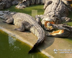 Crocodile Farm excursion from Pattaya Thailand - photo 42